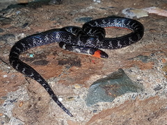 Atractus clarki