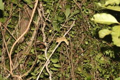Mniarogekko chahoua