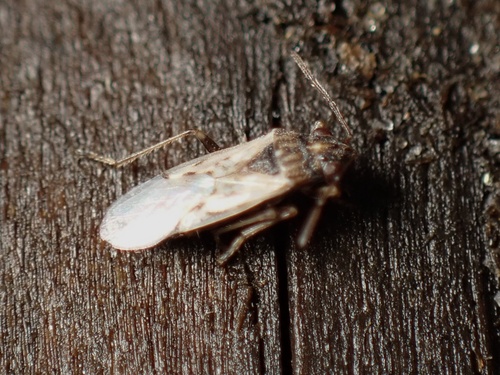 iNaturalist observation photo of False chinch bugs