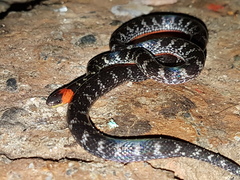 Atractus clarki