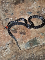 Atractus clarki