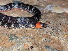 Atractus clarki