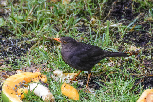 Papuan Island Thrush (Turdus papuensis), photo 6