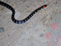 Atractus clarki