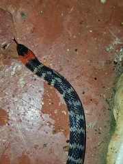 Atractus clarki
