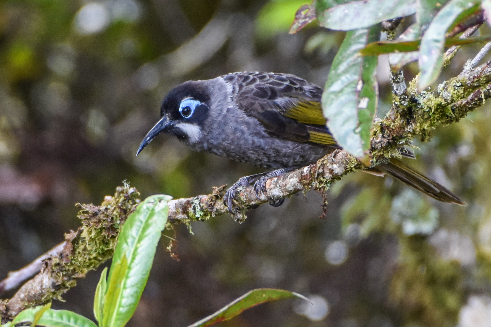 Belford's Melidectes (Melidectes belfordi), photo 6