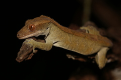 Correlophus ciliatus