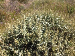 Ambrosia chenopodiifolia