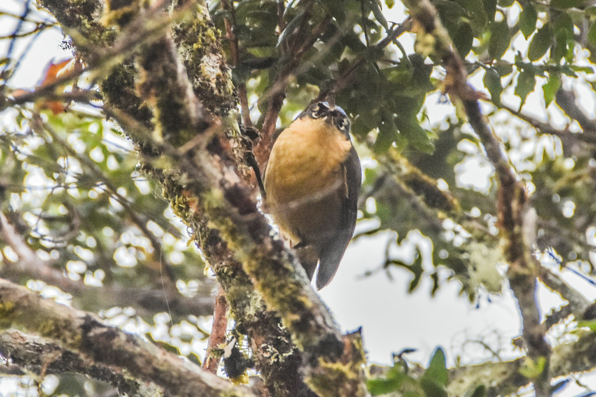 Blue-capped Ifrit (Ifrita kowaldi), photo 8
