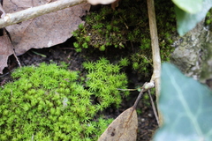 Tortella squarrosa