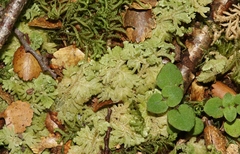 Trichocolea mollissima