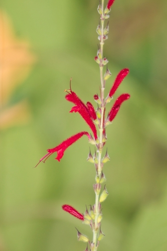 Image of Salvia cinnabarina by (c) Abraham A. Gómez Landero, some rights reserved (CC BY)