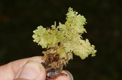 Trichocolea mollissima