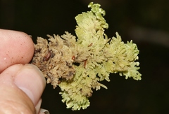 Trichocolea mollissima