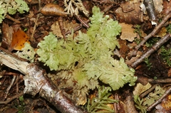 Trichocolea mollissima