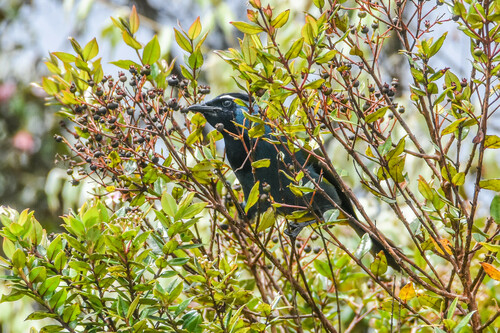 Eastern Crested Berrypecker (Paramythia montium), photo 9
