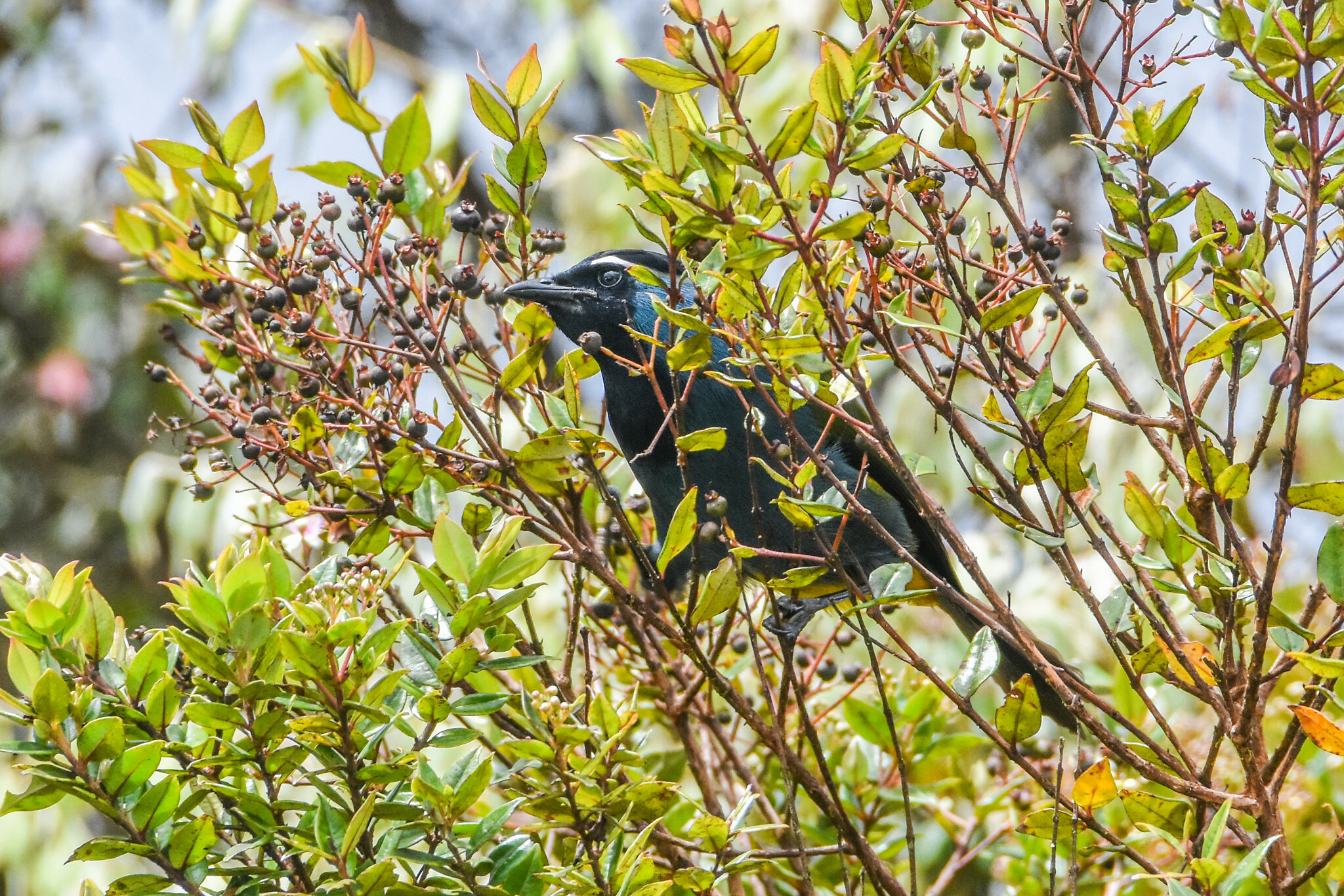 Eastern Crested Berrypecker (Paramythia montium), photo 5