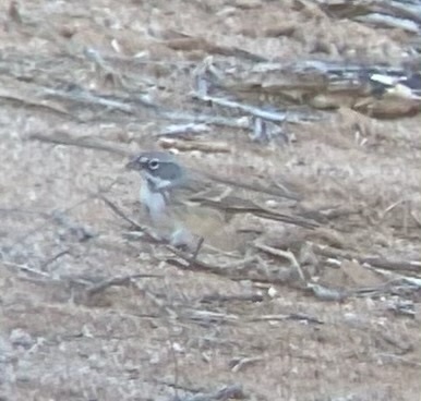 Beifußammer (Artemisiospiza nevadensis)