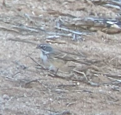 Sagebrush Sparrow illustration