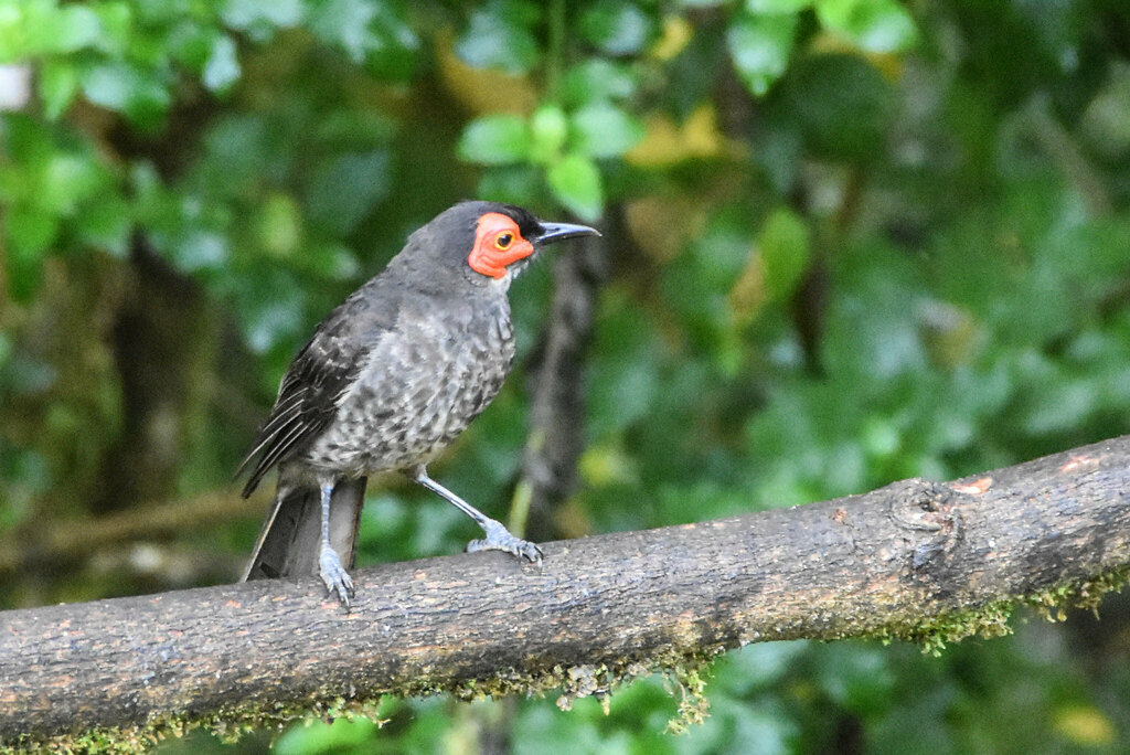 Smoky Honeyeater