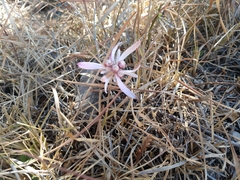 Euphorbia radians