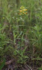 Rhinanthus serotinus aestivalis