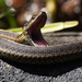 Western Terrestrial Garter Snake - Photo (c) Cameron Eckert, some rights reserved (CC BY-NC), uploaded by Cameron Eckert