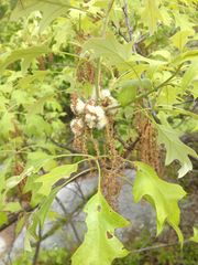 Callirhytis quercusoperator