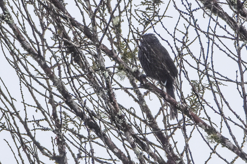 Grey-streaked Honeyeater (Ptiloprora perstriata), photo 7