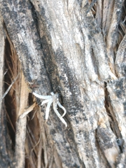 Camponotus rubrithorax