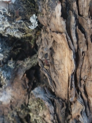 Camponotus rubrithorax