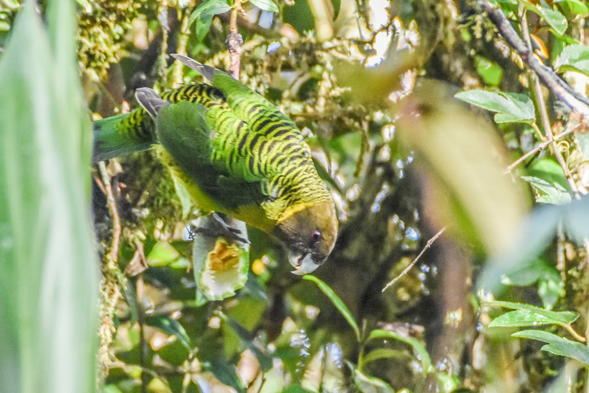 Brehm's Tiger Parrot (Psittacella brehmii), photo 4