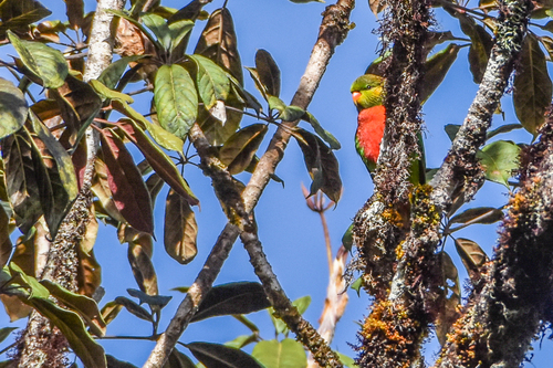 Orange-billed Lorikeet (Neopsittacus pullicauda), photo 8