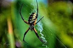 Argiope aurantia