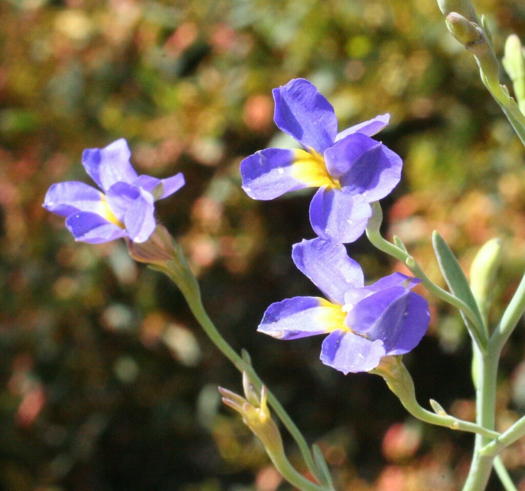 Goodenia glareicola