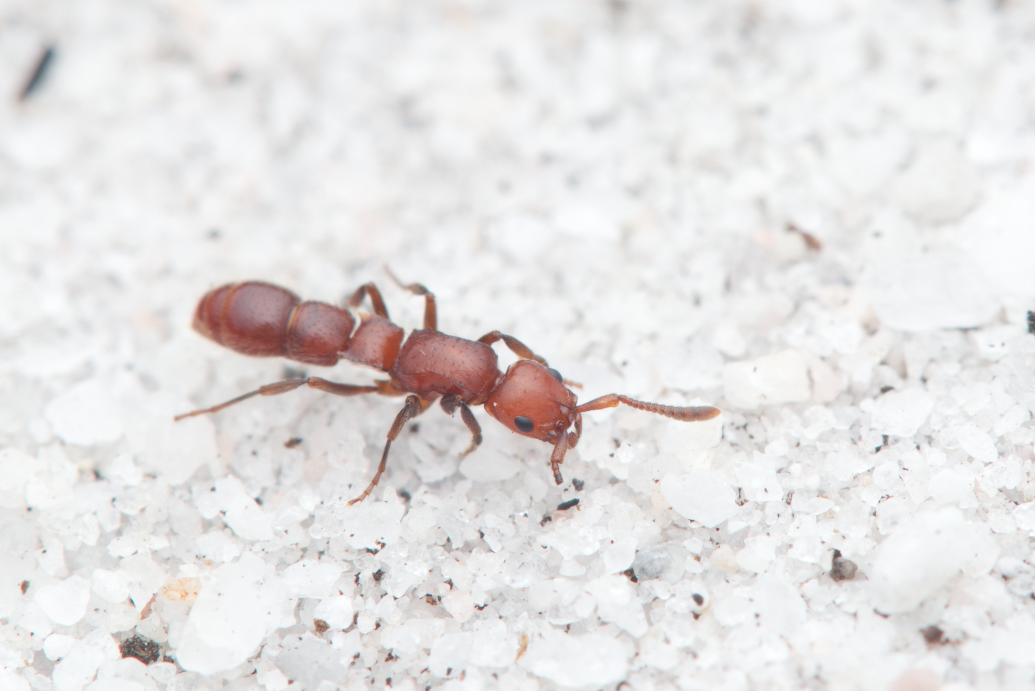 Lioponera fervida
