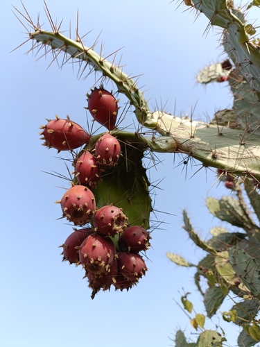 Image of Opuntia elatior by (c) Malaika Mathew Chawla, some rights reserved (CC BY)
