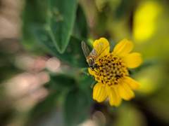 Phthiriinae