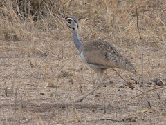 Eupodotis senegalensis