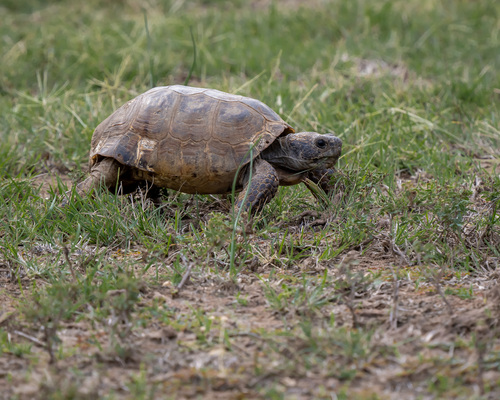 Texas Tortoise, United States, photo 10 of 10