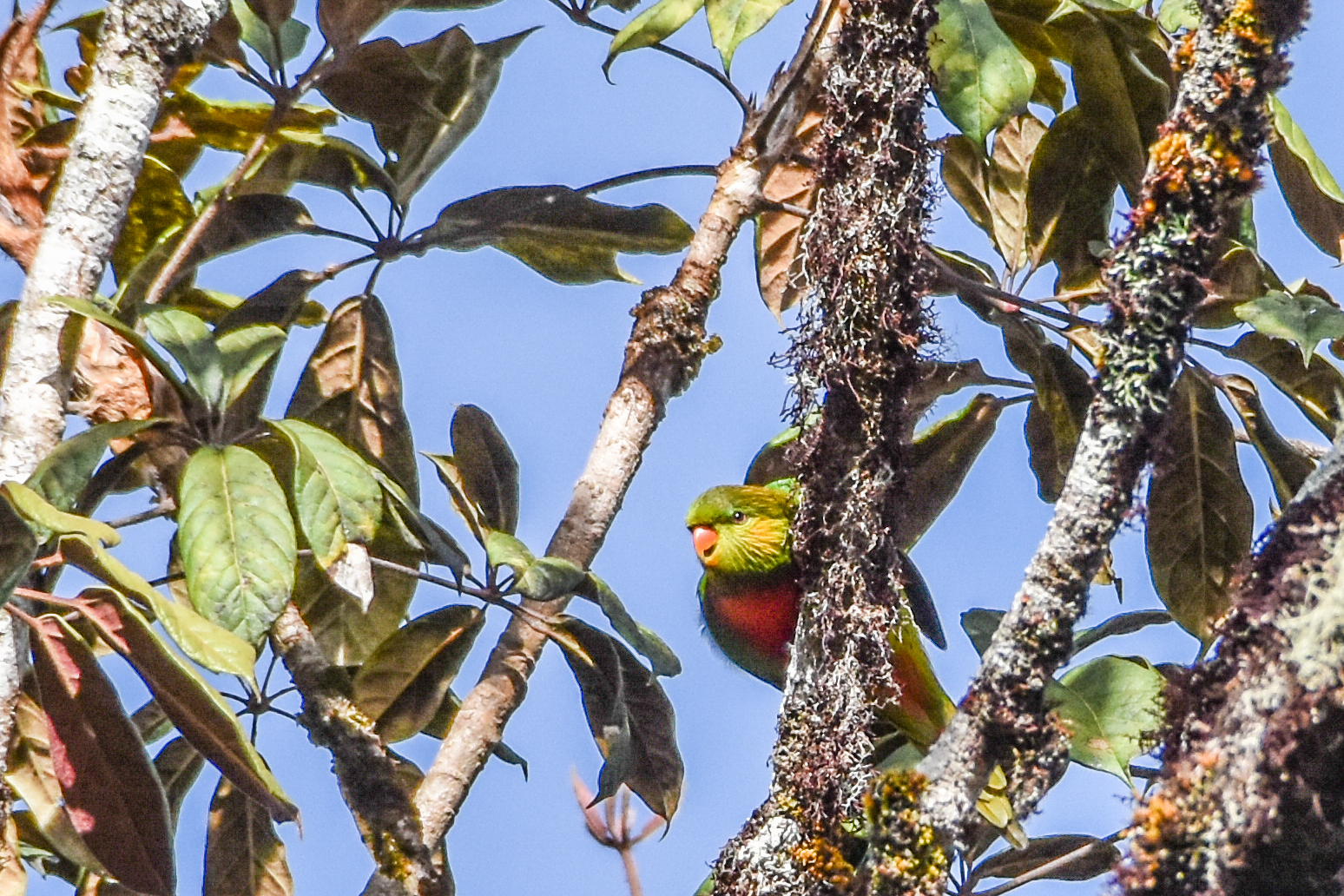 Orange-billed Lorikeet (Neopsittacus pullicauda), photo 4
