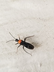 Pseudoxenetus regalis