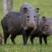 Javelinas - Photo (c) mickeydylan, some rights reserved (CC BY-NC)