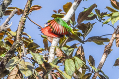 Orange-Billed Lorikeet photo 2