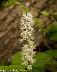 Tiarella