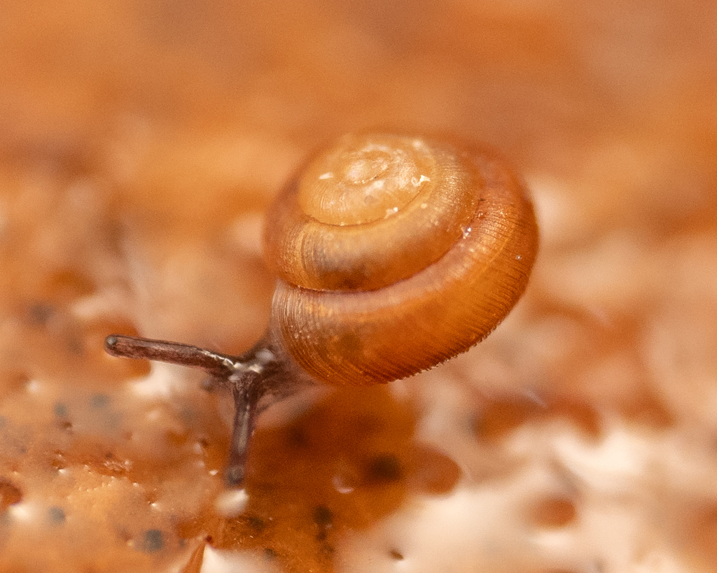 conical spot