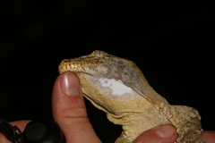 Rhacodactylus leachianus