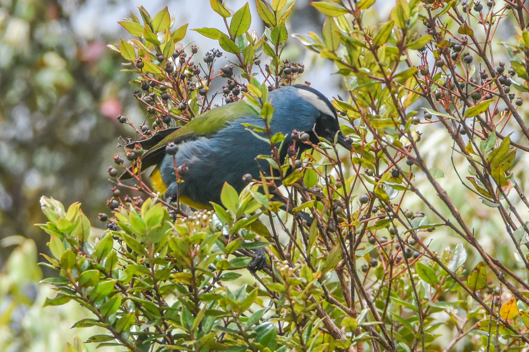 Eastern Crested Berrypecker (Paramythia montium), photo 7
