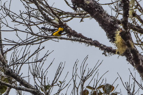Black-breasted Boatbill (Machaerirhynchus nigripectus), photo 10