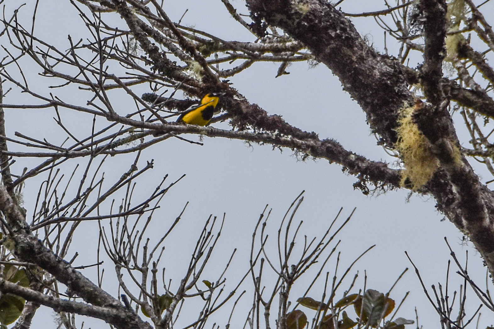 Black-breasted Boatbill (Machaerirhynchus nigripectus), photo 6